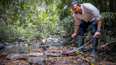 A king cobra bite — and a scientific discovery | Gowri Shankar
