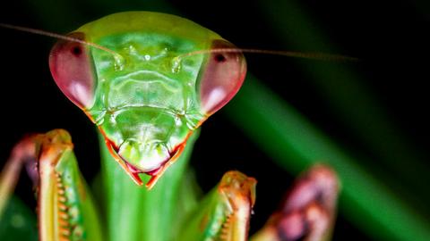 The colorful, shapeshifting wonder of the Amazon’s praying mantises | Leo Lanna and Lvcas Fiat