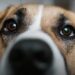 Why all dogs are good dogs | Alexandra Horowitz